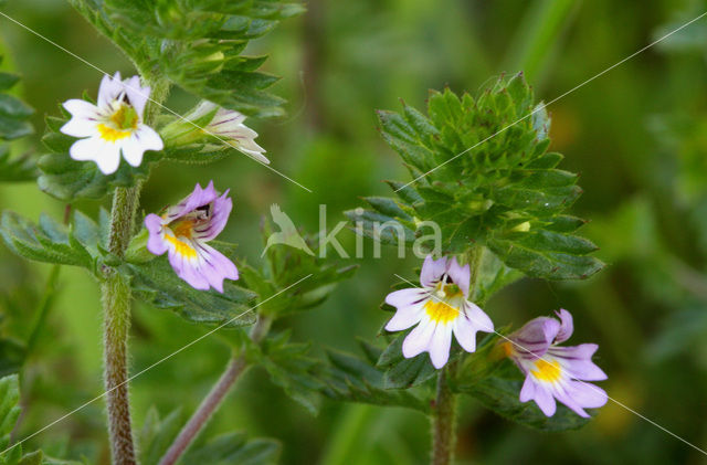 Rigid Eyebright (Euphrasia stricta)