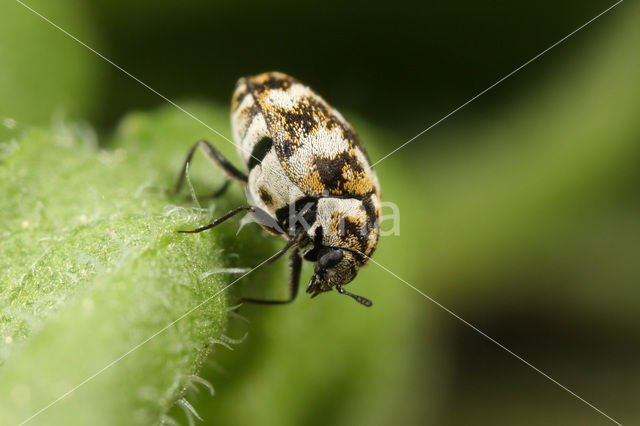 Tapijtkever (Anthrenus verbasci)