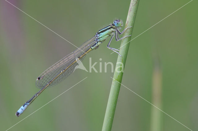 Tengere grasjuffer (Ischnura pumilio)