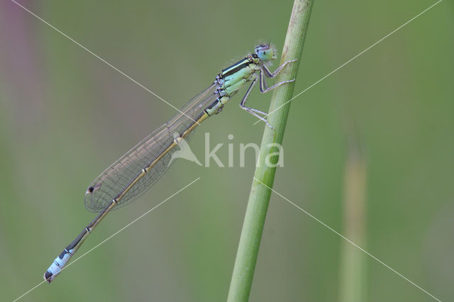 Tengere grasjuffer (Ischnura pumilio)