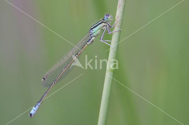 Tengere grasjuffer (Ischnura pumilio)