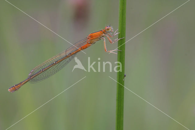 Tengere grasjuffer (Ischnura pumilio)