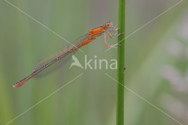 Tengere grasjuffer (Ischnura pumilio)