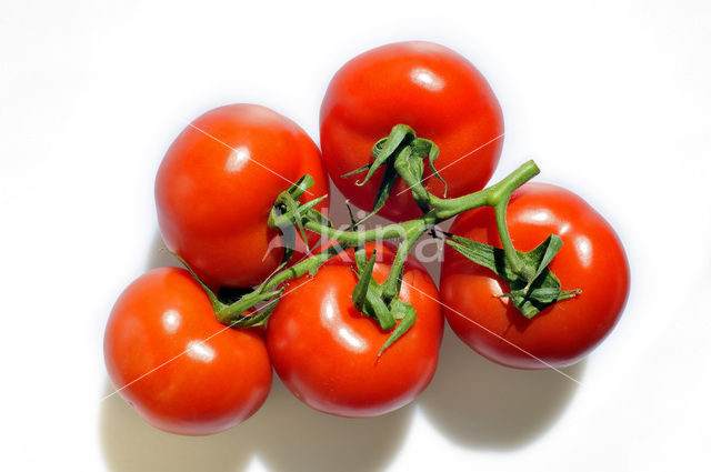 Tomaat (Solanum lycopersicum)