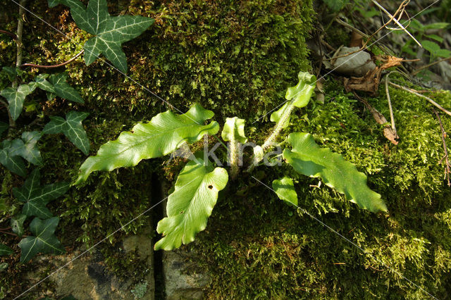 Tongvaren (Asplenium scolopendrium)