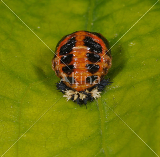 Tweestippelig lieveheersbeestje (Adalia bipunctata)