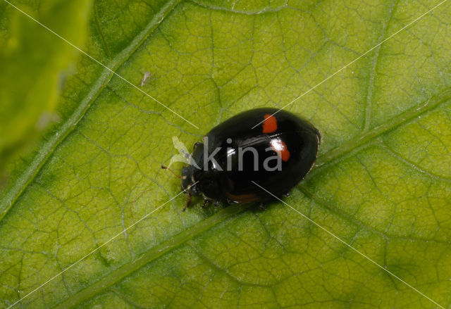 Tweestippelig lieveheersbeestje (Adalia bipunctata)