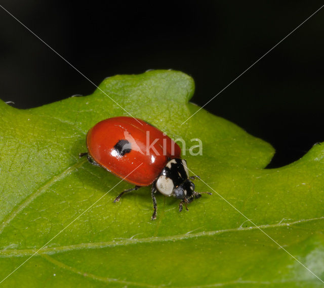 Tweestippelig lieveheersbeestje (Adalia bipunctata)