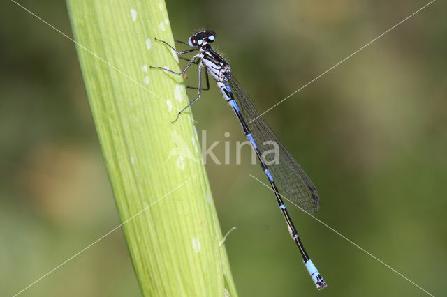 Variabele waterjuffer (Coenagrion pulchellum)