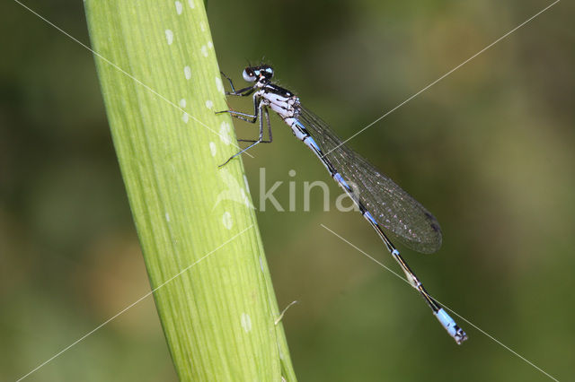 Variabele waterjuffer (Coenagrion pulchellum)