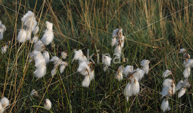 Veenpluis (Eriophorum angustifolium)