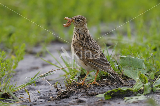 Veldleeuwerik (Alauda arvensis)