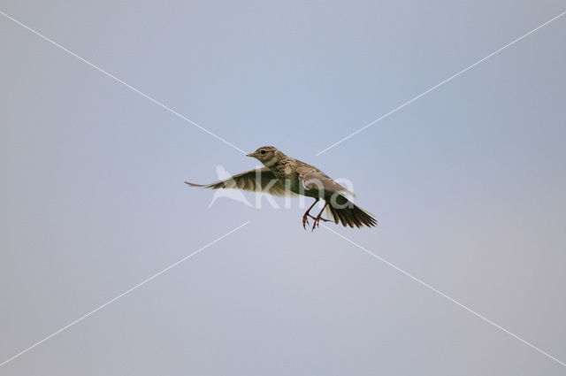 Veldleeuwerik (Alauda arvensis)