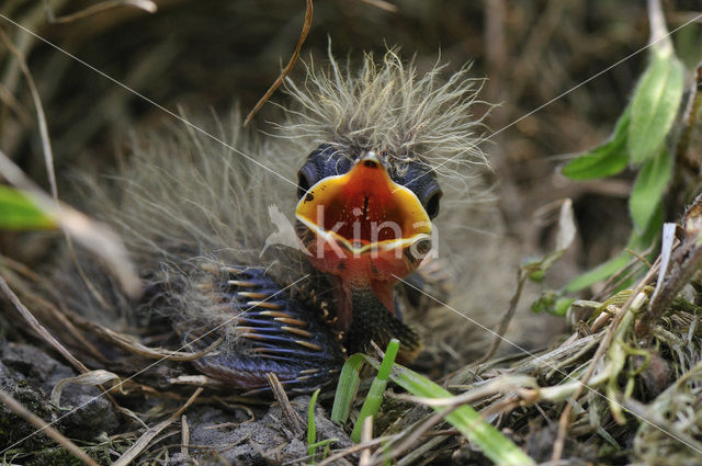 Veldleeuwerik (Alauda arvensis)