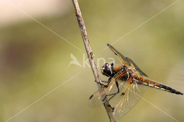 Viervlek (Libellula quadrimaculata)