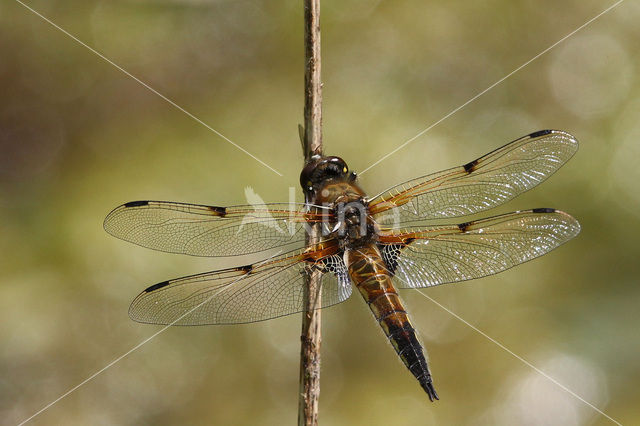 Viervlek (Libellula quadrimaculata)