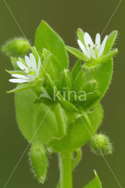 Vogelmuur (Stellaria media)