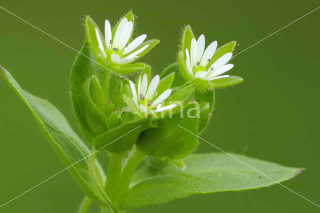 Vogelmuur (Stellaria media)