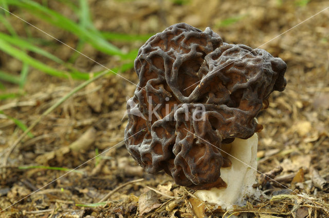 Voorjaarskluifzwam (Gyromitra esculenta)