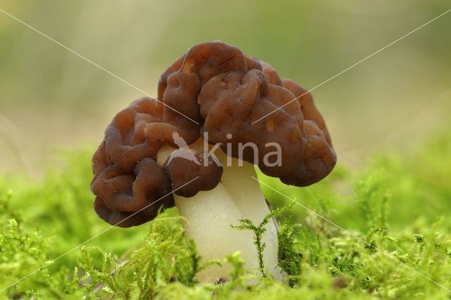 Voorjaarskluifzwam (Gyromitra esculenta)