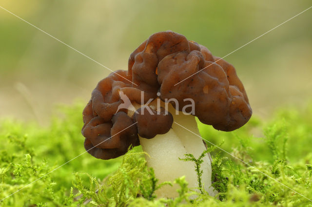 Voorjaarskluifzwam (Gyromitra esculenta)