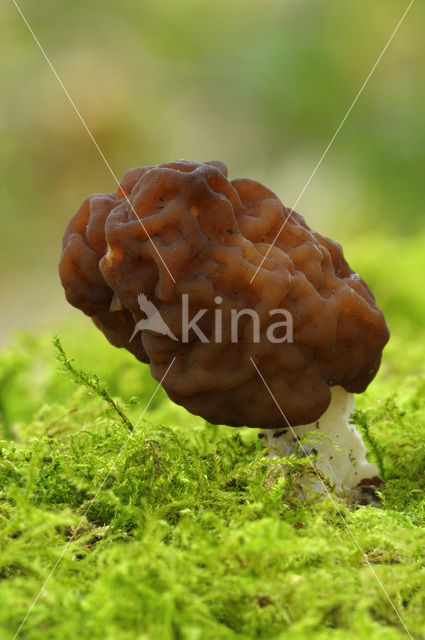 Voorjaarskluifzwam (Gyromitra esculenta)