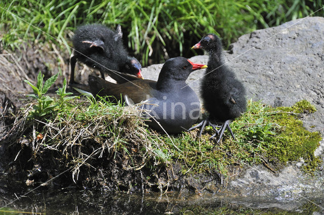 Waterhoen (Gallinula chloropus)