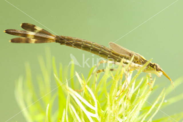 Banded Demoiselle (Calopteryx splendens)