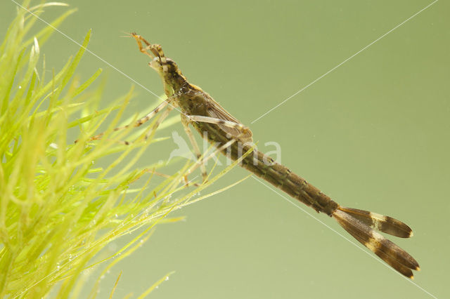 Weidebeekjuffer (Calopteryx splendens)