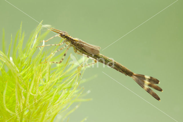 Weidebeekjuffer (Calopteryx splendens)