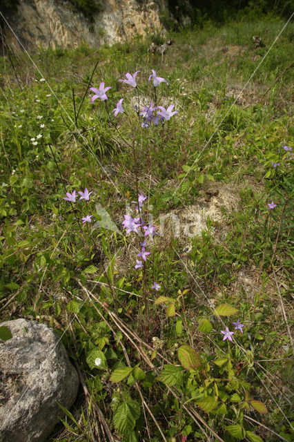 Weideklokje (Campanula patula)