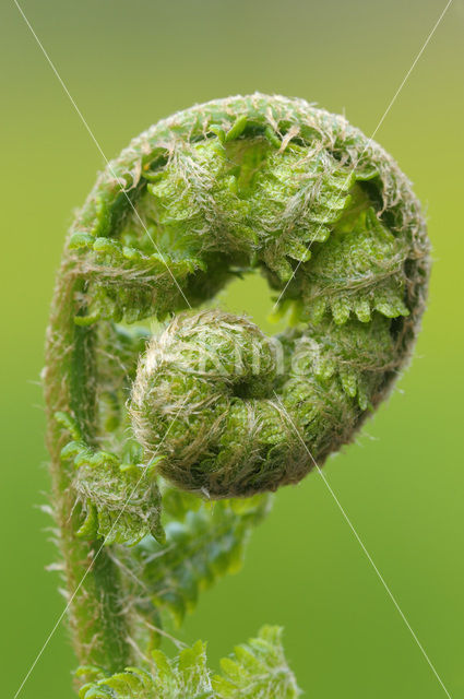 Wijfjesvaren (Athyrium filix-femina)