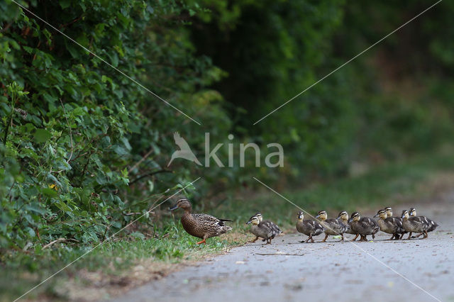 Wilde Eend (Anas platyrhynchos)