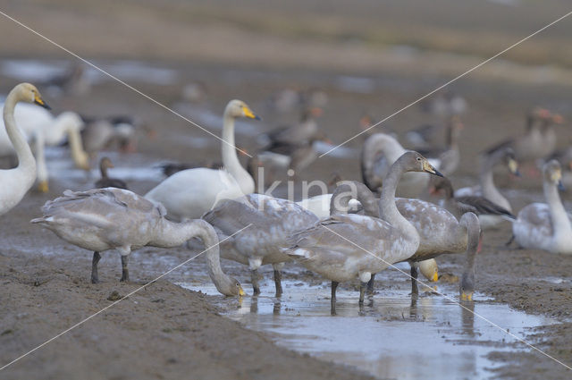 Wilde Zwaan (Cygnus cygnus)