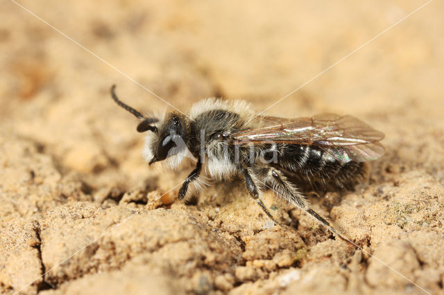 Witbaardzandbij (Andrena barbilabris)