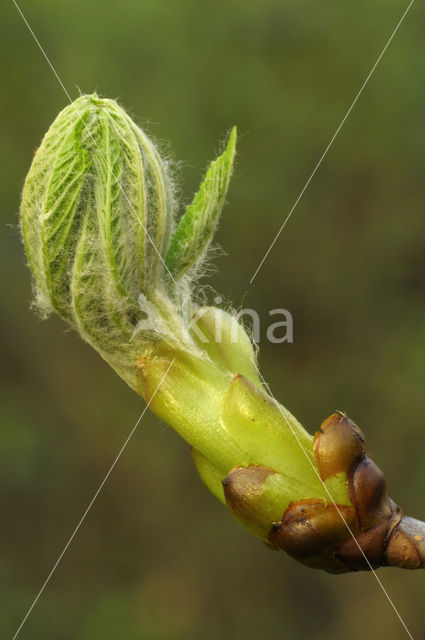 Witte paardenkastanje (Aesculus hippocastanum)