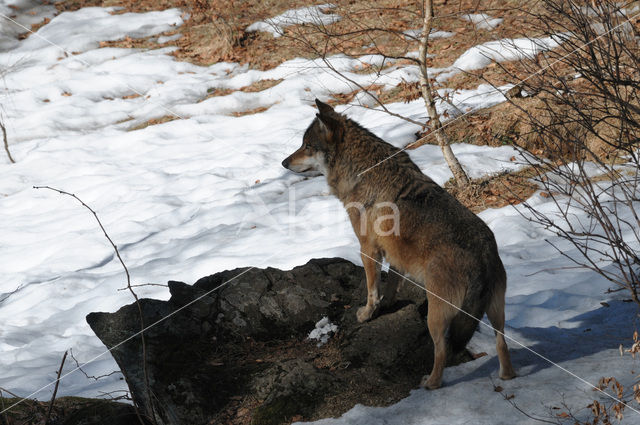 Wolf (Canis lupus)