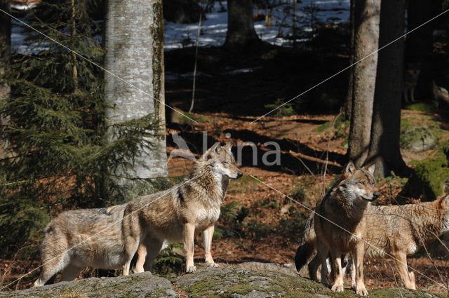 Wolf (Canis lupus)