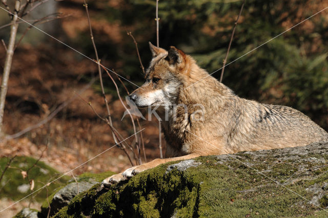 Wolf (Canis lupus)