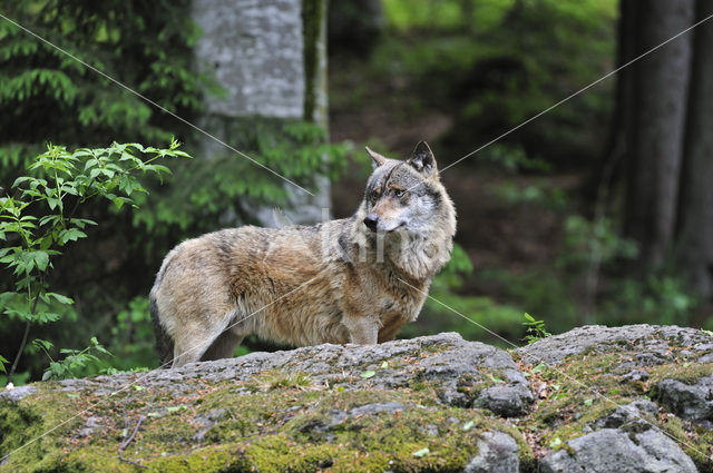 Grey Wolf (Canis lupus)