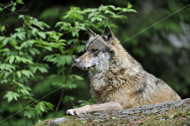 Grey Wolf (Canis lupus)