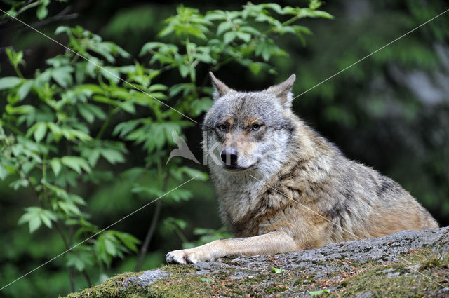 Grey Wolf (Canis lupus)