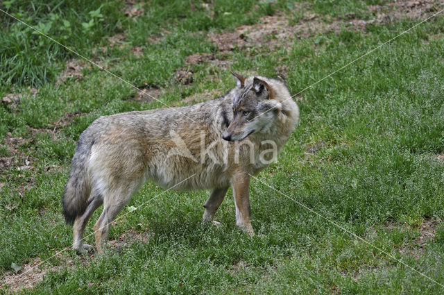 Grey Wolf (Canis lupus)