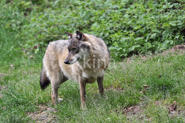 Grey Wolf (Canis lupus)