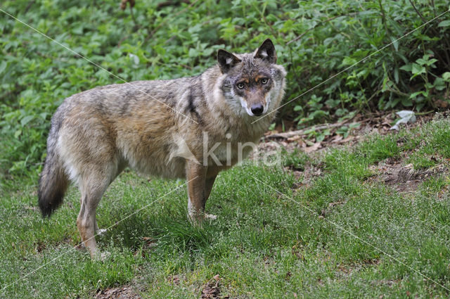 Grey Wolf (Canis lupus)