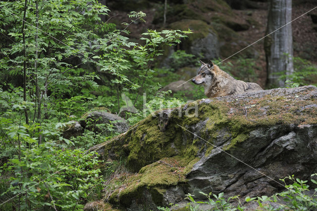 Grey Wolf (Canis lupus)