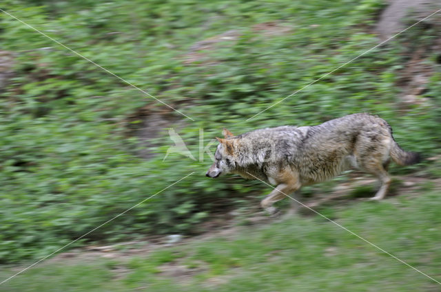 Grey Wolf (Canis lupus)