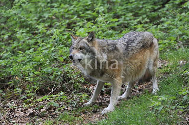 Grey Wolf (Canis lupus)