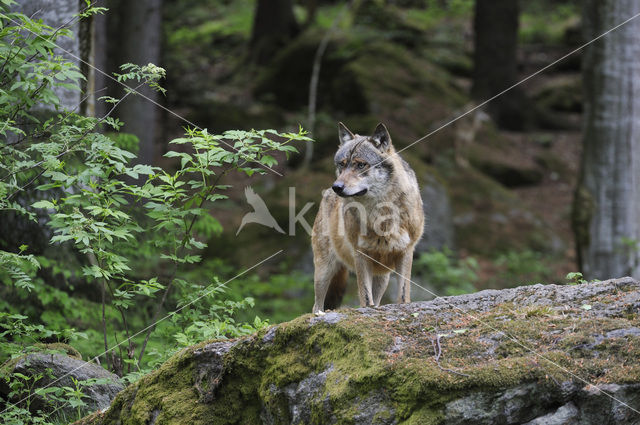 Grey Wolf (Canis lupus)