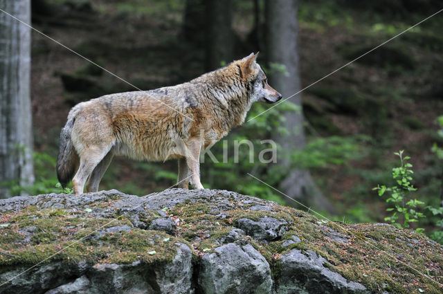 Grey Wolf (Canis lupus)